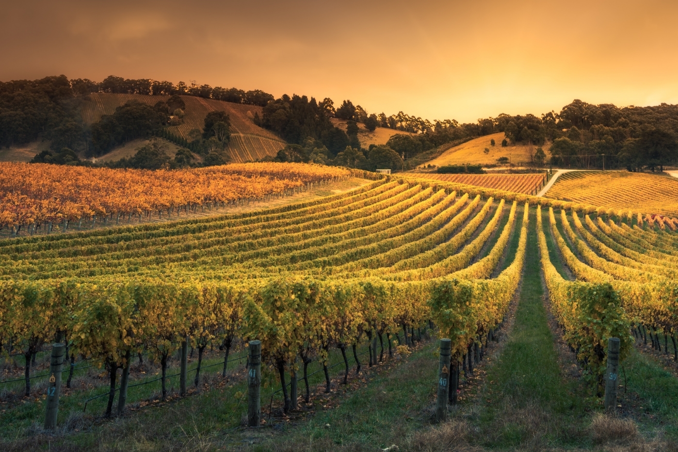 image of wine in a glass
