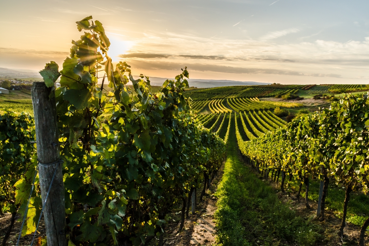 image of vineyard landscape